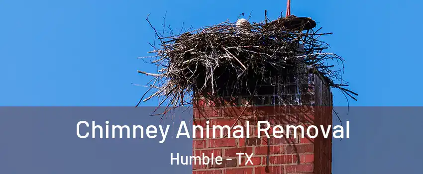  Chimney Animal Removal Humble - TX