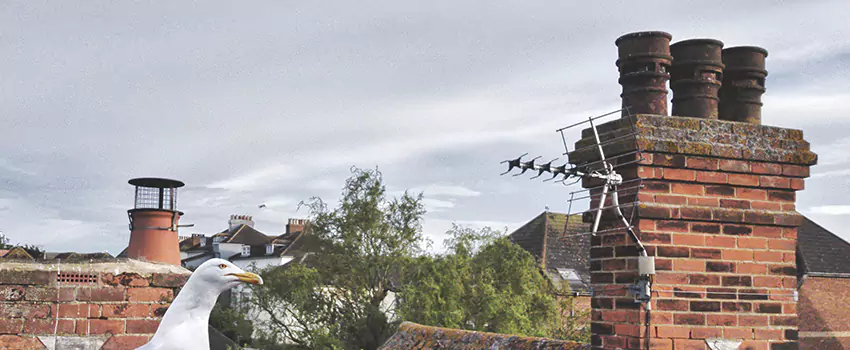 Chimney Cleaning And Restoration in Humble, Texas